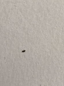 最近家里白墙上爬了好多棕色小虫子,还跑到床上去了,像是虱子 家里不潮湿,到底怎么办,好烦 求助 