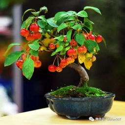 果树盆景培育全攻略
