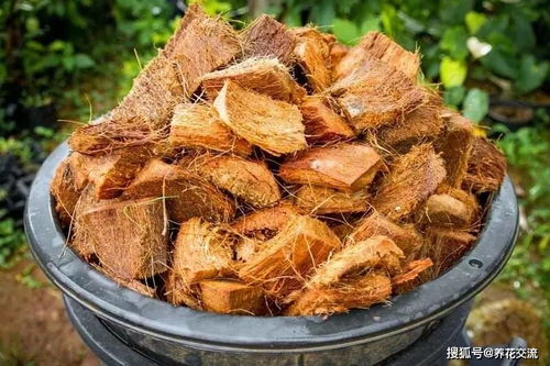 椰糠适合养什么植物—椰糠土的优缺点