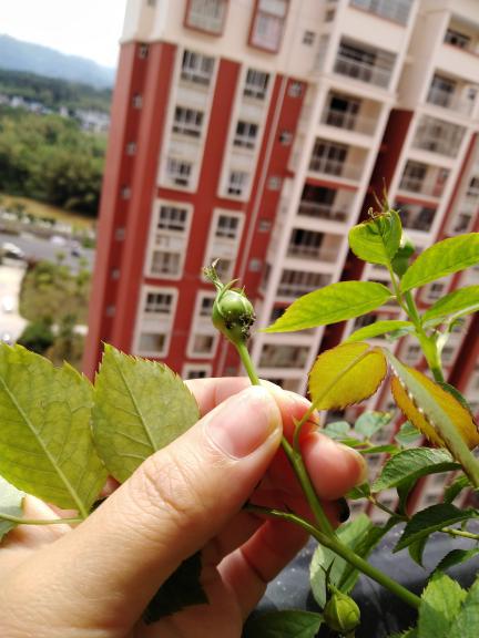 月季花苞长有黑色的虫子,请问这是什么虫子 密密麻麻的,用什么消灭它 