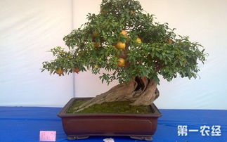 石榴室内盆栽种植方法、石榴盆景室内