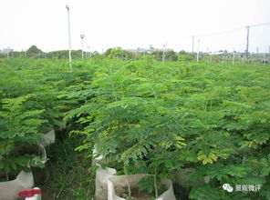 现场 微地形堆坡及绿化种植工艺标准 