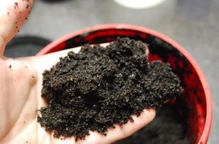 用咖啡渣养花的五大好处,使用方法都是非常简单的 