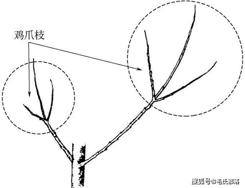 苹果树栽培技术 图说苹果树与修剪相关的各类枝名称 