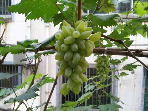 教你阳台上怎么种植葡萄树