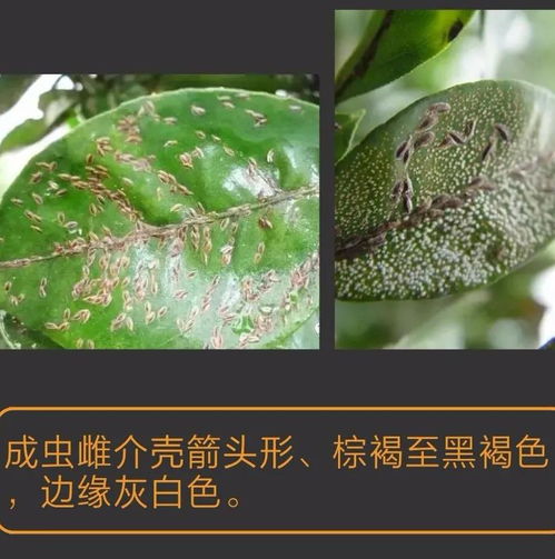 常见十种蚧壳虫识别及防治技巧,记得收藏