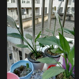 当植物盆栽遇上自动吸水花盆,不要说你不会养植物了