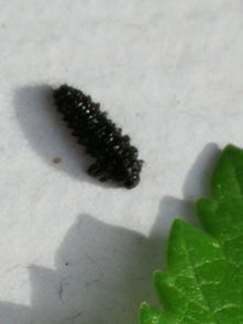 土里针尖大小的白色虫子-根螨虫用什么农药