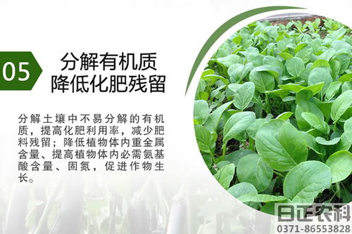 怎么改良碱性土壤—改良碱性土壤用什么