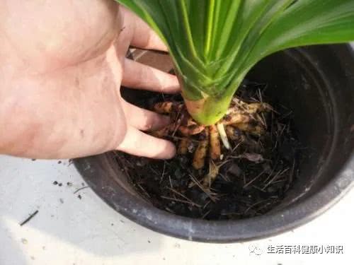 养花用什么土最好-养花用什么土壤最好