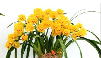 种过花的营养土还能再种吗
