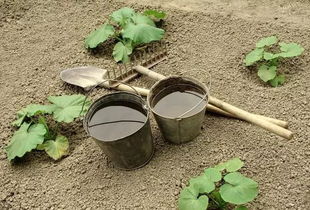 菜园土壤板结怎么办