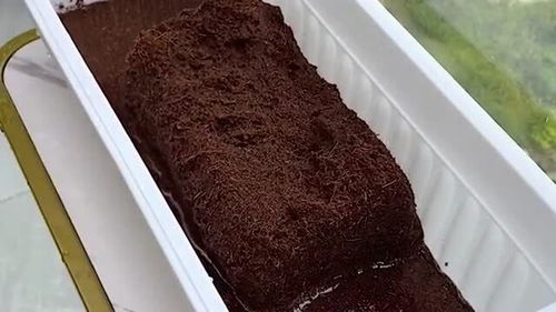 椰砖拌土可以吗;椰砖加土