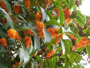 种桂花树用什么土好