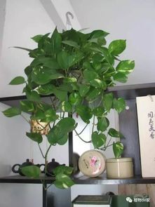 花都是浇死的 高手教你正确的浇水方法,再也不怕了 