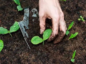 移栽植物时带坨土目的;准备移栽植物根部带个土