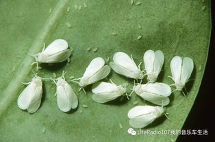柜子上密密麻麻的小白虫_厨房密密麻麻的小白虫