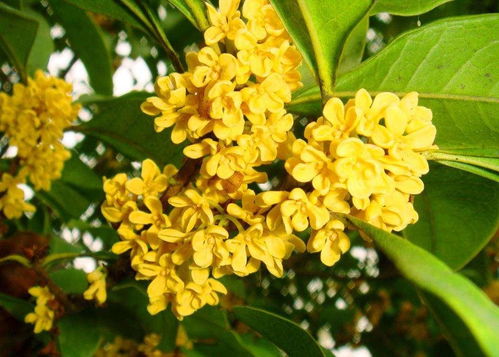桂花浇水的正确方法-桂花树怎么养才长得好