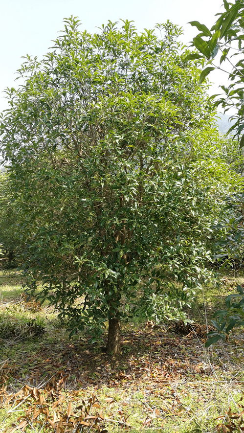 家里有棵桂花树想卖掉,不知道桂花树怎么卖的 