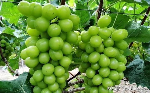 阳光玫瑰有空间就可以种,这里有超实用的种植技巧,赶紧保存起来