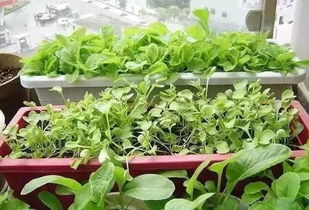 她去超市买了几棵生菜,竟然吃了一个夏天 