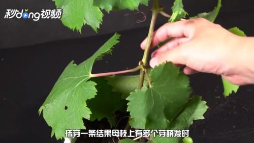 葡萄树最怕什么东西、葡萄树挂果后怎样修剪