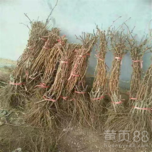 买回来的葡萄苗怎么栽