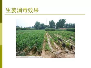 菜地土壤消毒的最好方法—菜地土壤消毒的最好