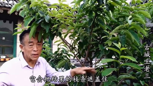 果农现场展示夏季柿子树修剪技术,这样修剪果实才能长的又大又多 