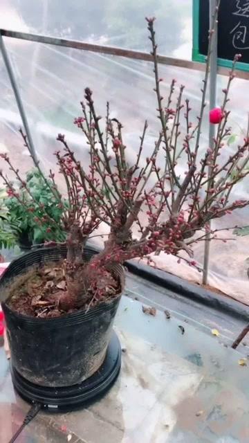 看看我家的红梅老桩 