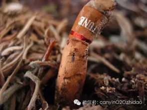 盆栽泥土里有很多小虫子怎么办、花盆里的像小