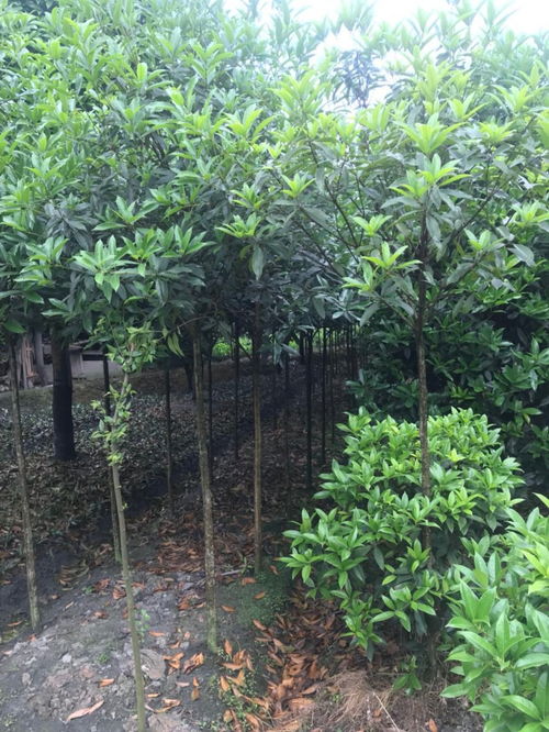 成都大量处理一批占地桂花基地,3公分金桂条子产地 