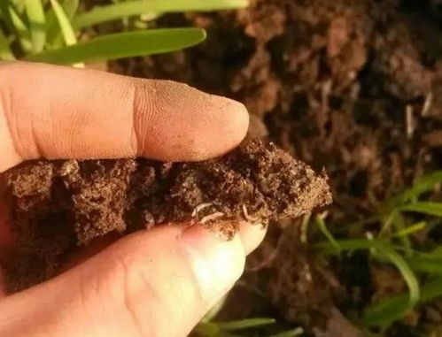 种植的韭菜生了地蛆怎么办 农村的土方法不用农药防治地蛆