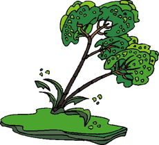 树木图片 植物图,植物,树木,Plants,Trees 