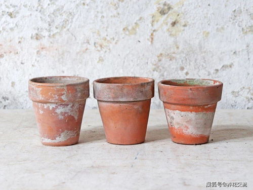 土壤结块,土面泛白,难怪植物会叶黄枯萎,教你一招轻松解决 