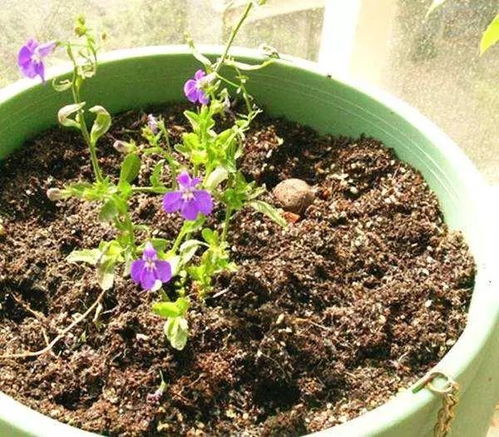 花土浇水后不渗水_花土浇水进不去水