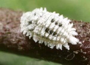 花叶长小白虫子怎么清除 