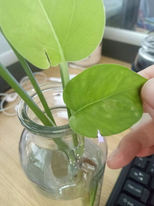 绿萝会生什么样的虫子_绿萝会生虫吗,虫的图片