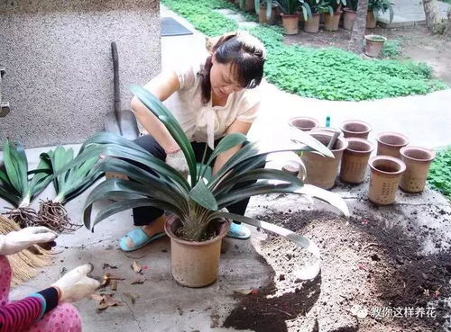 花土板结硬如铁,烂根又黄叶,1个小窍门,土壤松软如发糕