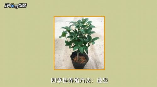 四季桂花如何养殖 