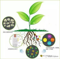 土壤有机质含量低的解决方法