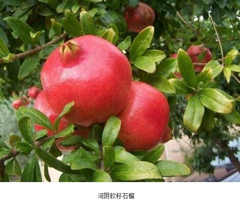 河阴石榴树苗园适宜种植密度是多大
