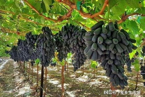葡萄适合什么土壤种植、葡萄树适合什么土壤种