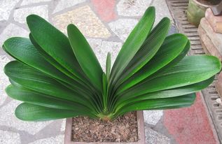 君子兰这样养 年年开花爆盆不断 叶片还绿的发亮