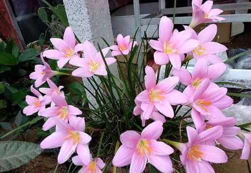换下来的盆土还能用来种花吗 该怎样再次利用 