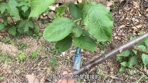 李子树嫁接,砧木选择 