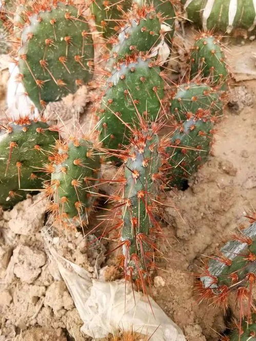 哪些植物适合碱性土壤_哪些植物适合碱性土壤生