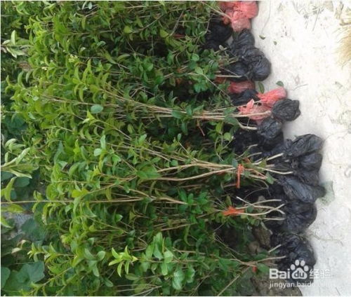 四季桂花怎么养才能更旺盛;四季桂花怎么养才能