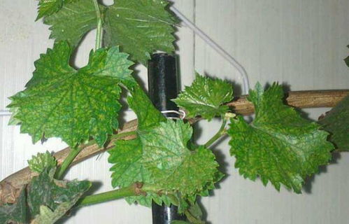 家庭盆栽葡萄种植方法—家庭盆栽葡萄种植方法