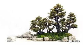 盆景土那么少,树怎么活的,有什么特殊技巧吗 
